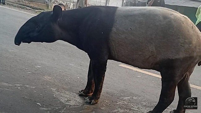 Tragis! Tapir Langka Tersesat ke Pemukiman Mesuji Lampung, Dijadikan Buruan dan Dimakan Warga